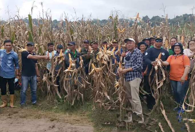 Petani Jagung Gembira, Berkat Program PAJEKO Pemkab Morut Hasil Panen Dua Kali Lipat