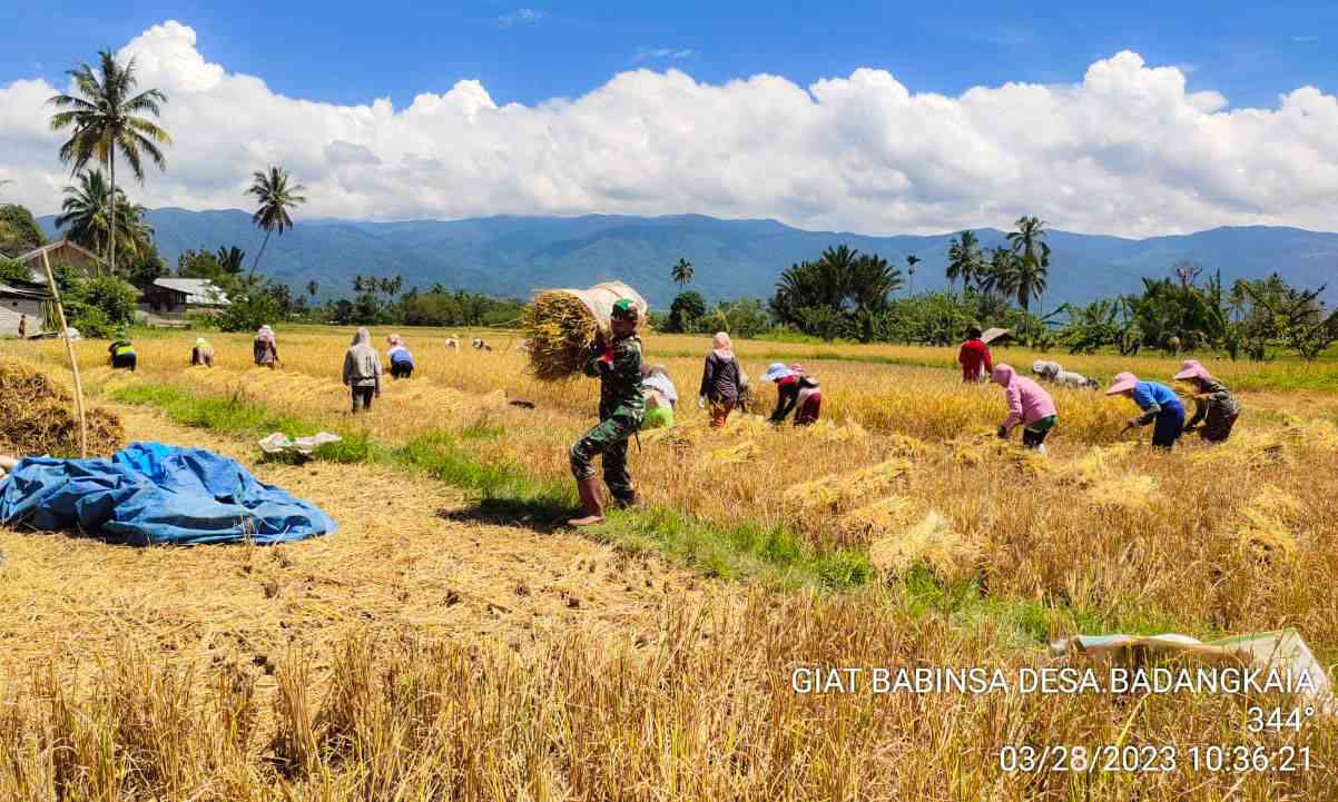Babinsa 1307-03 Bada Bantu Petani Panen Padi Sawah