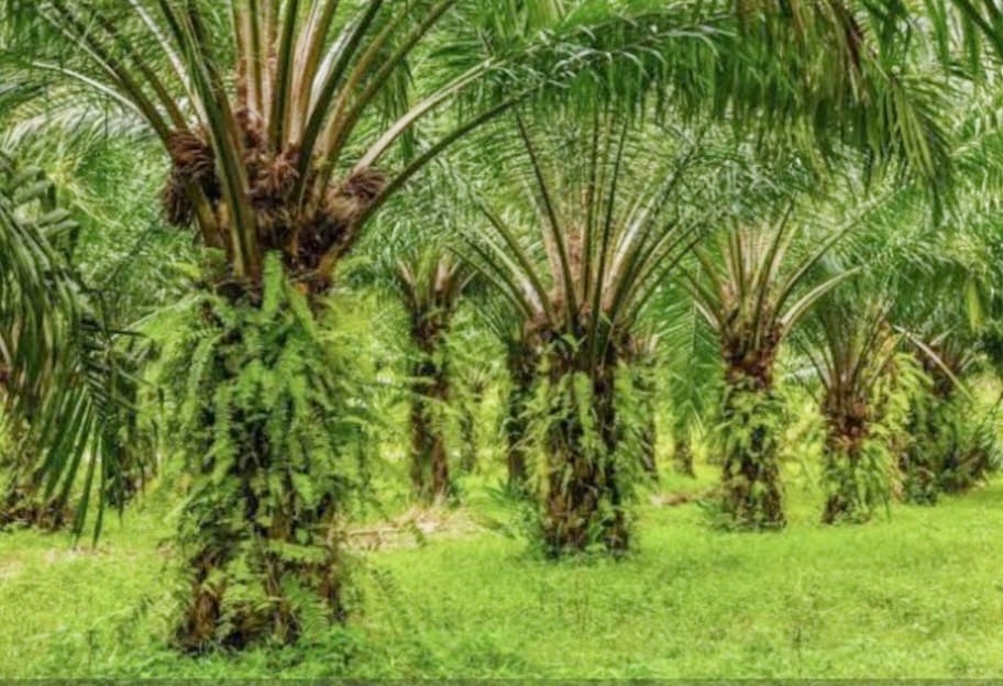 PT Agro Nusa Abadi Tegaskan Patuh Pada Hukum dan HAM