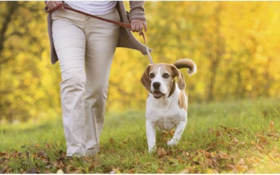 10 Rekomendasi Ras Anjing Sangat Cocok Temani Anda Berolahraga