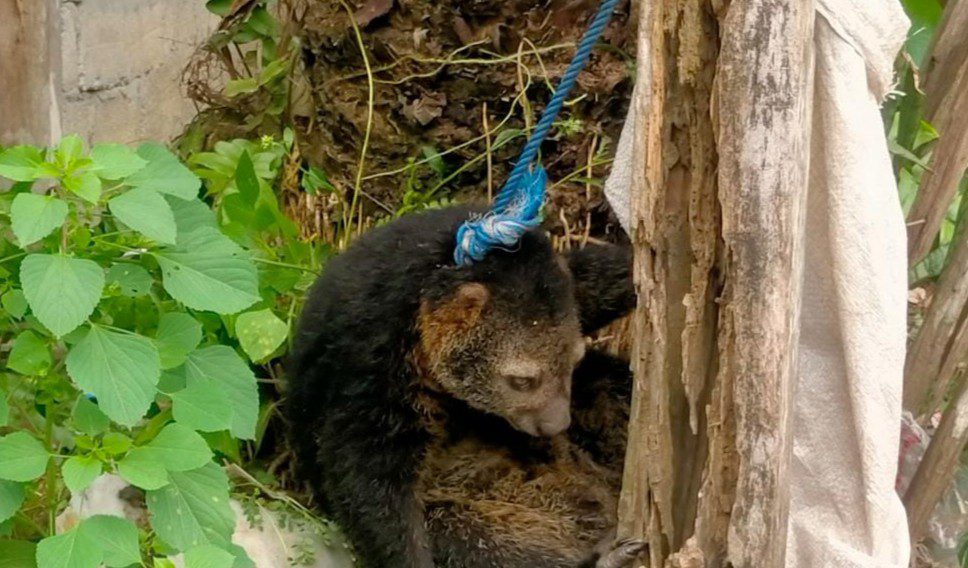 Polsek Bungku Tengah Selamatkan hewan