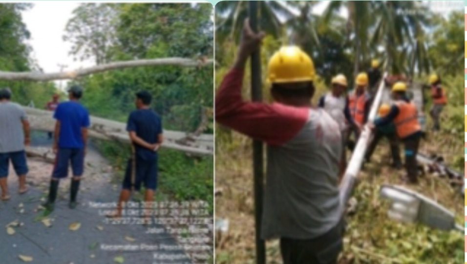 Cuaca Ekstrem di Kabupaten Poso, Morut dan Touna menyebabkan Pohon Tumbang dan Terganggunya Pasokan Listrik