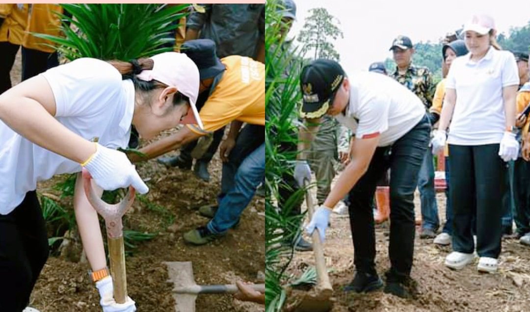 Bupati Morut Perdana Menanam Sawit di Lahan PT. CAS Mamosalato