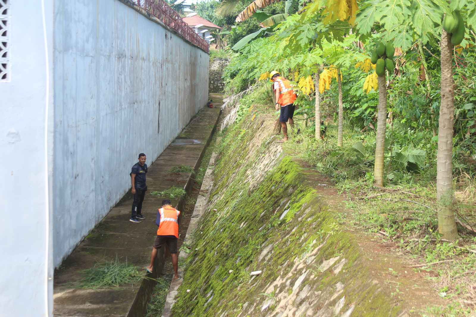 Lestarikan Lingkungan, Lapas Kolonodale Gandeng WBP Asimilasi Luar Bersihkan Tembok Luar Lapas