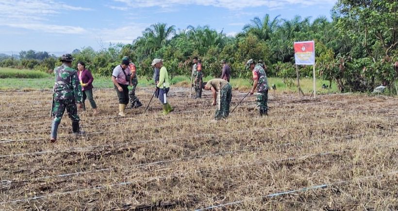 TMMD Imbangan Kodim Poso, Anggota Koramil Pamsel dan Masyarakat Tanam Jagung di Lahan 5 Hektare