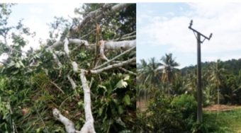 Cuaca Ekstrim Terjadi di Poso, Touna dan Morut, Menyebabkan Pohon Tumbang dan Terganggunya Pasokan Listrik