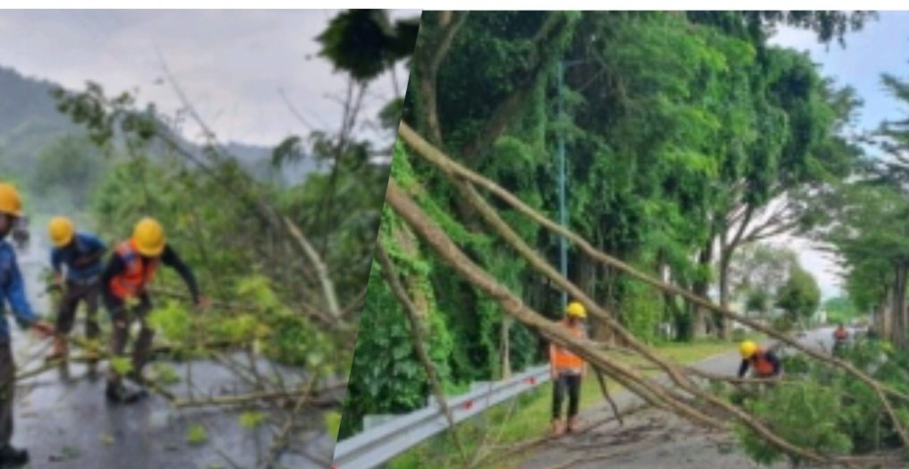 Cuaca Ekstrem di Poso, Touna dan Morut Sebabkan Pohon Tumbang dan Terganggunya Pasokan Listrik