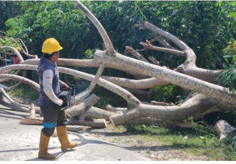 Cuaca Ekstrem di Poso, Touna dan Morut Menyebakan Pohon Tumbang dan terganggunya Pasokan Listrik