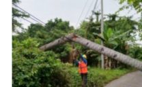 Cuaca Ekstrem di Poso, Touna dan Morut Sebabkan Pohon Tumbang dan Terganggunya Pasokan Listrik