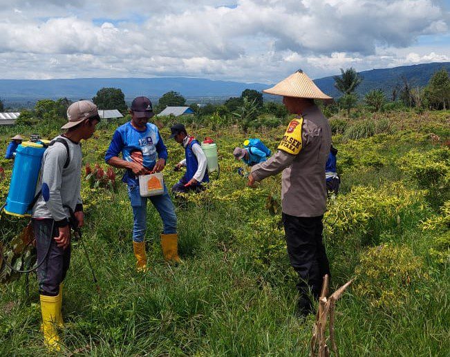Panen Jagung Melimpah di Poso, Satgas Madago Raya Wujudkan Asta Cita Presiden Prabowo