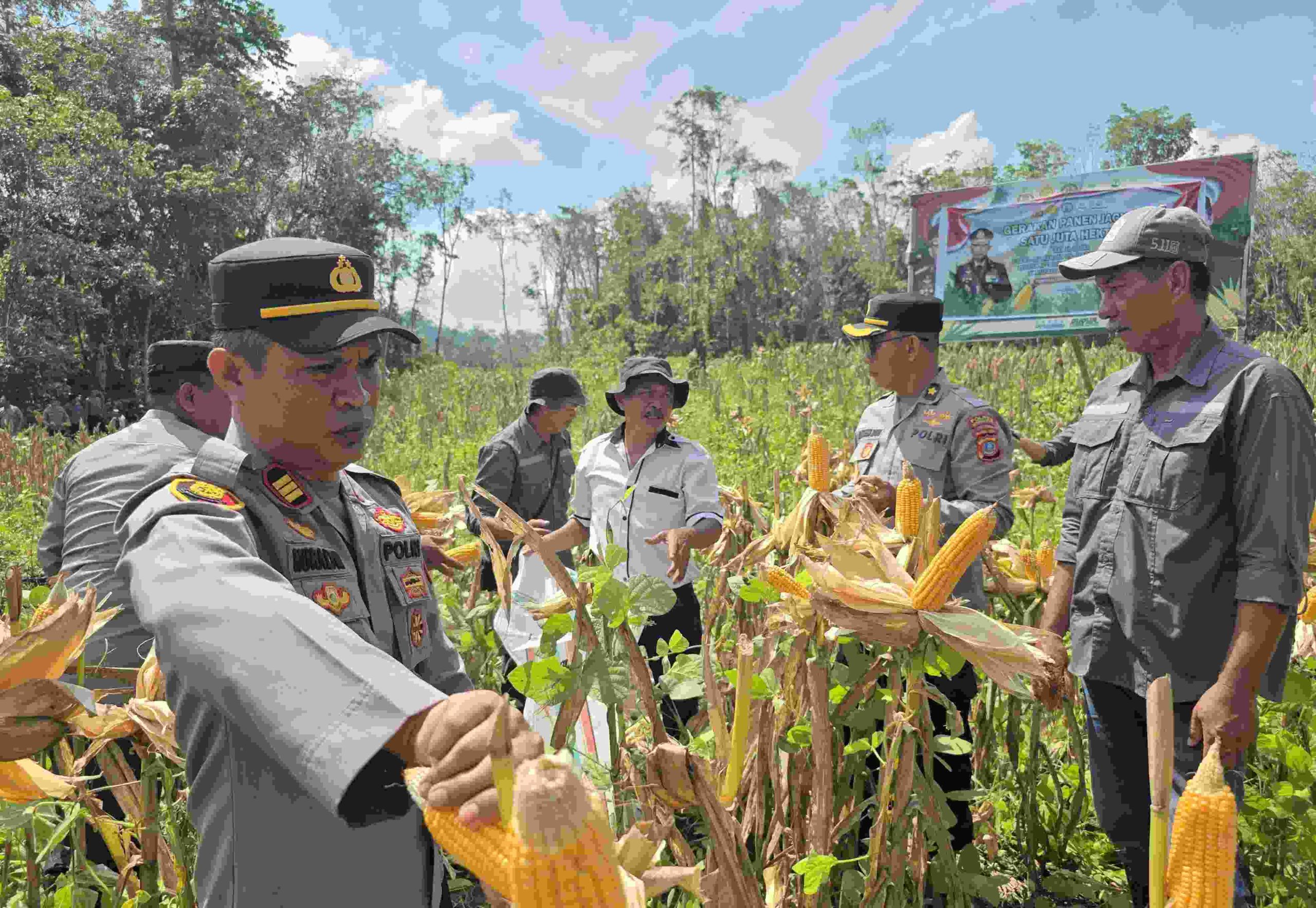 Polres Morowali Utara Panen Jagung Tahap Pertana, Dukung Ketahanan Pangan