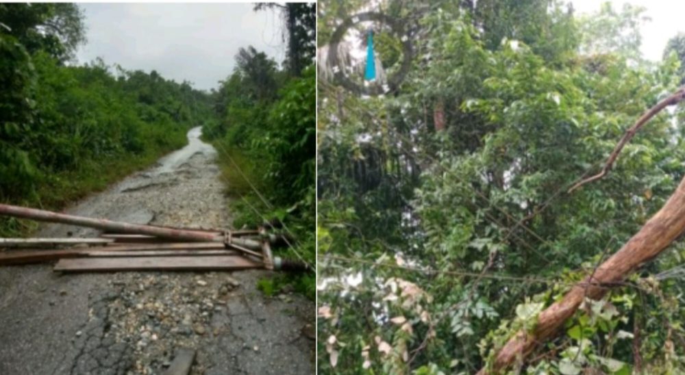 Cuaca Ekstrem di Poso, Touna Sebabkan Pohon Tumbang dan Terganggunya Pasokan Listrik
