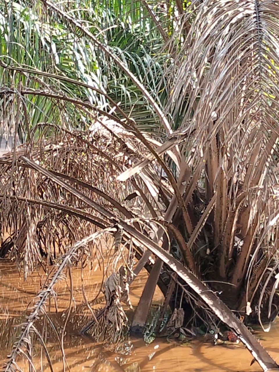 Ratusan Pohon Sawit Warga Mohoni dan Peboa Terendam Lumpur Akibat Penyempitan Sungai Tambalako