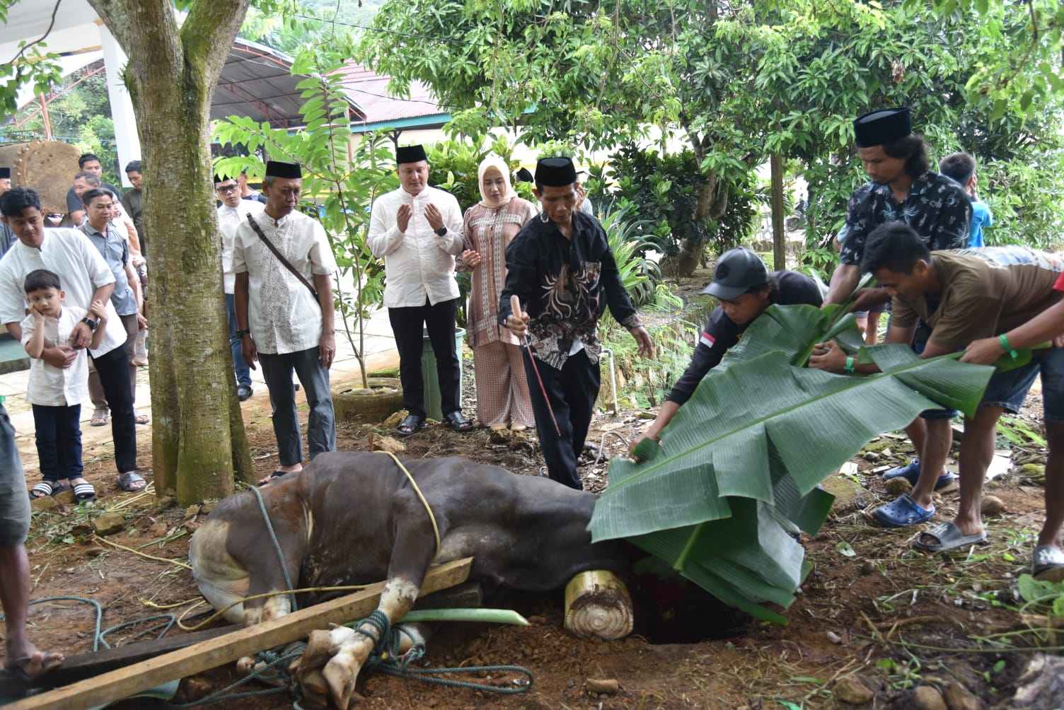 Polres Morowali Utara Sembelih 24 Ekor Sapi dan Kambing