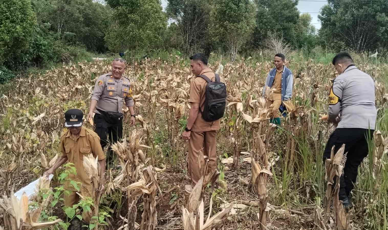 Polsek Pamona Timur Dukung Ketahanan Pangan, Hadiri Panen Jagung di Desa Didiri