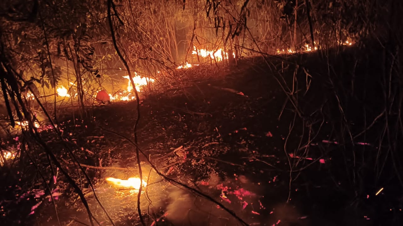 Api Lalap 100 Pohon Kelapa di Banggai, BPBD: Dari Puntung Rokok Pengendara