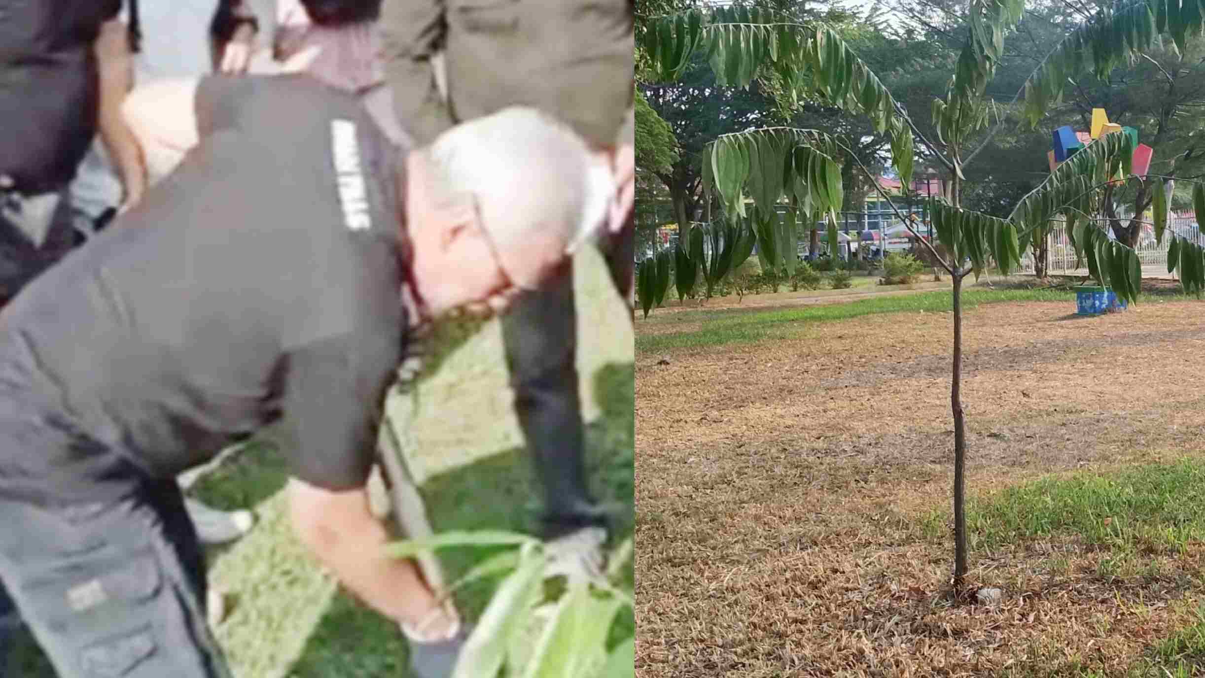 Jejak Hijau Iwan Fals di Poso, Pohon Ebony Itu Kini Tumbuh Subur